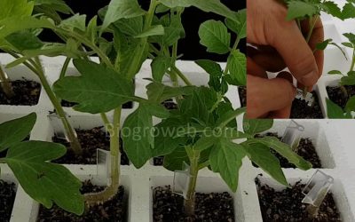 Injerto de tomate en semillero profesional