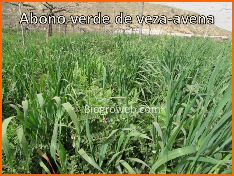 definici-n-y-ventajas-de-los-abonos-verdes-biogroweb