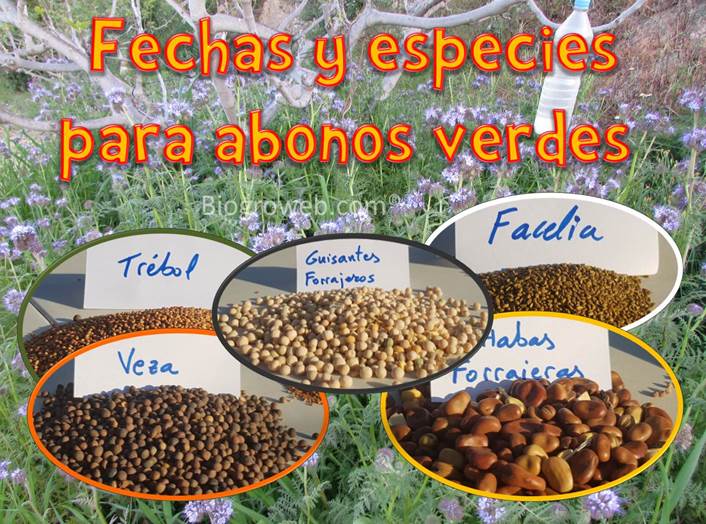 Orgánico Set de de semillas con 6 flores y hierbas para el cuarto año en cultivo mixto Abono verde para las camas de cultivo elevadas 