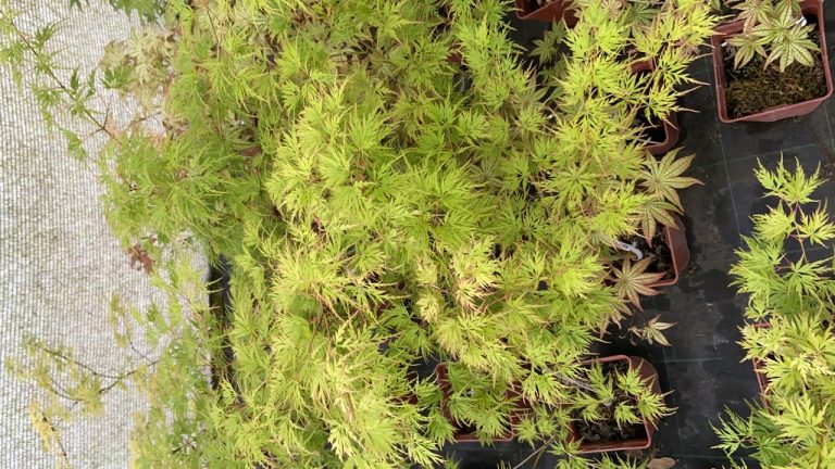 0B14D4C2 6719 42E3 8C0A 718A10014E13 768x432