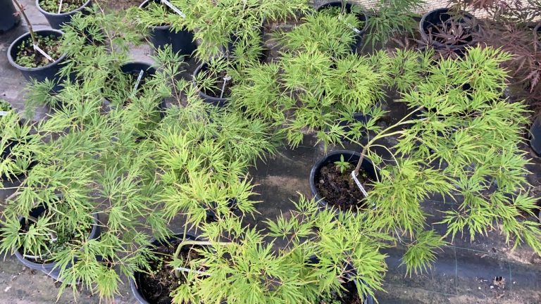 0CB85B60 E4F5 4DFC 8B75 232F5963D165 768x432