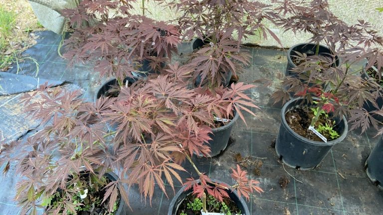 24F5D71C 7236 4D6C 9BFB 06AE9D387A8D 768x432