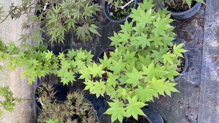 312994E4 5926 4633 A1C2 4904806E6B95 768x432