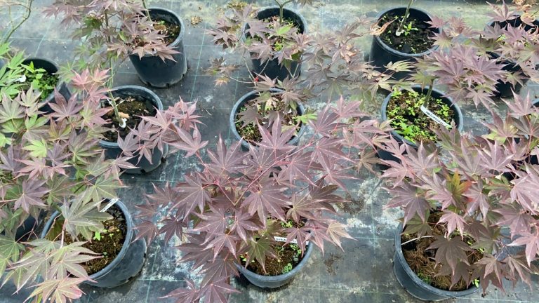 32F0C058 283A 46A4 BFC2 F355612A8AC5 768x432