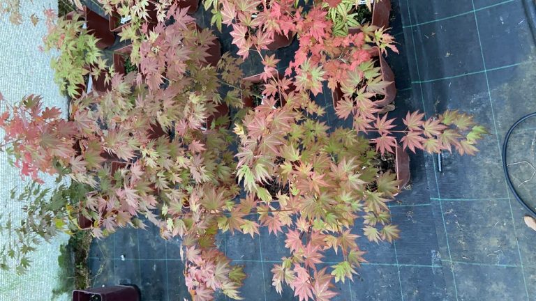 37FC990A 2D51 4156 A7FC 71A43D7B59F7 768x432