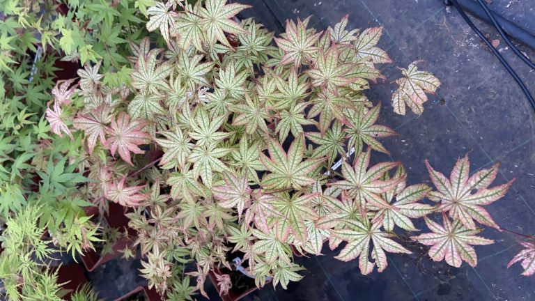 3C4C2BFC 398C 40D6 A8C1 51EF90EB5D39 768x432