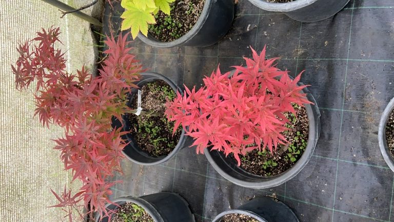 415214E7 FB22 4F55 82DD 2AA5E65975F0 768x432