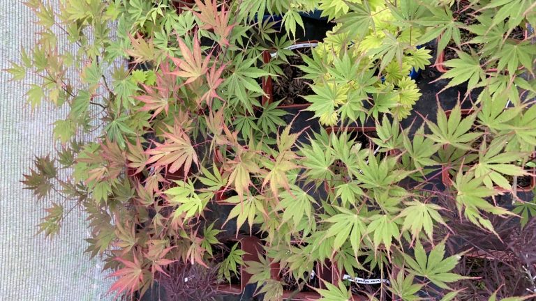 4658C8FC 2CB9 4229 998B 2505293EC0A1 768x432