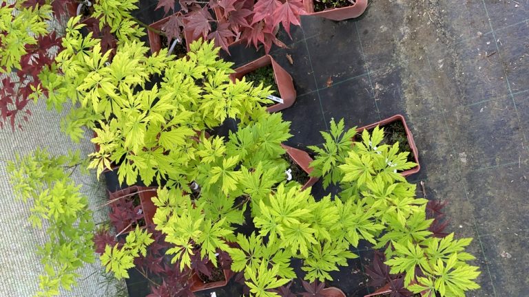 47E74641 6514 4BCE A8FC E79FF3CDB7D4 768x432