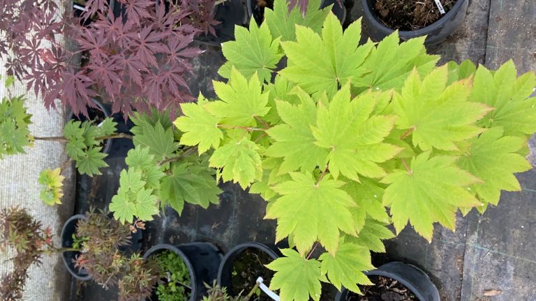 4DBA270B 0CC1 4325 8594 092F984DAE79 768x432