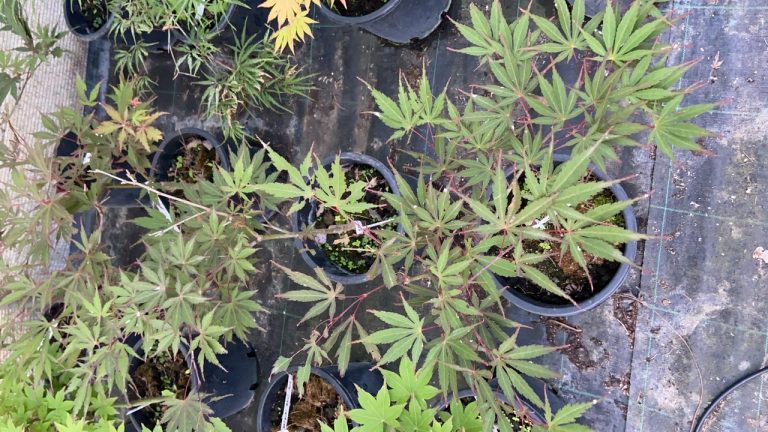 5000CC14 A85F 4B23 985D ECE1A3B5305E 768x432