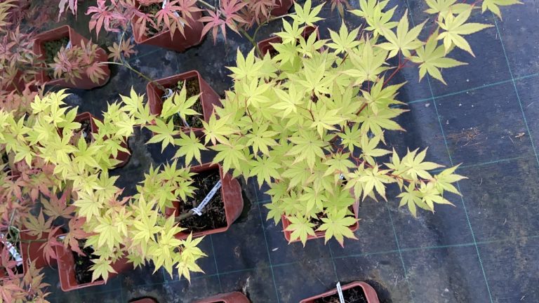 5F2E75A1 49C1 4A72 9400 9CBE3CABE1F8 768x432