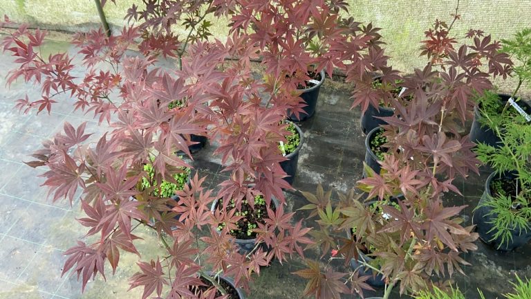 6C1D89BC EDB8 4AD2 844D 5441432FADAE 768x432