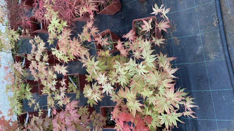 6FC15B47 BC26 4DD9 8991 DB86C64337F1 768x432