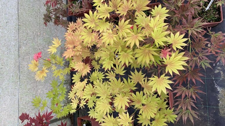 7164F33B EC38 42AD 873F 10904619B9DF 768x432