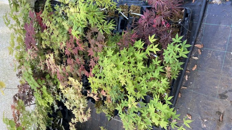 7BFBC8A2 A5BC 4F13 857F DA06F9A9A1FD 768x432