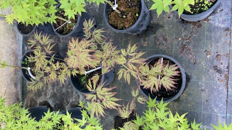 7CF6C9DF FE4B 4630 9FCC EE7CAEAE3141 768x432