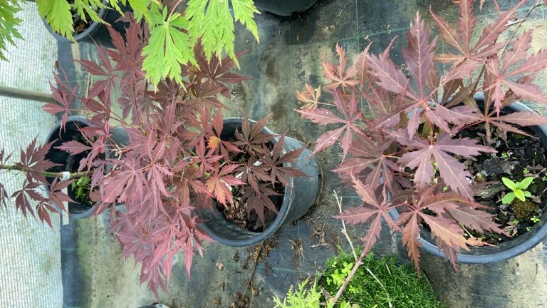 859A4D27 68A8 40E9 AFD9 0DC95B639440 768x432