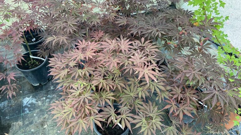 86AA3054 3E00 457F BDE2 D751B3BC7AC2 768x432