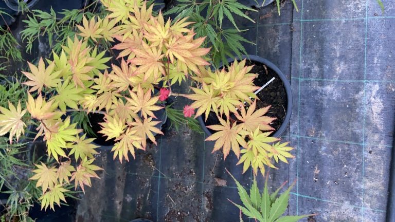 8A137165 5C70 40C3 AEB0 D79A40614851 768x432