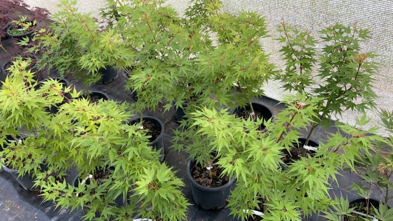 8CC898CD C645 4EFF 9480 513077EA2B95 768x432