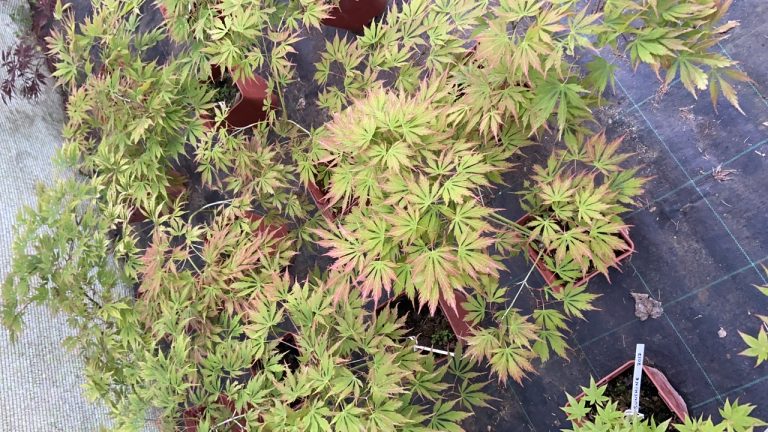 92C6F530 26BC 47B8 936C 1AE76D5A8B9A 768x432