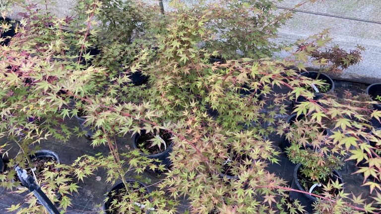 ADCB9C93 CEF7 4036 B8BC 2263F4CAB52B 768x432