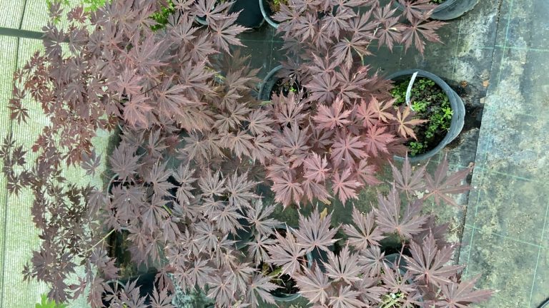 AEA30965 13B4 4765 AF89 108356DCE928 768x432