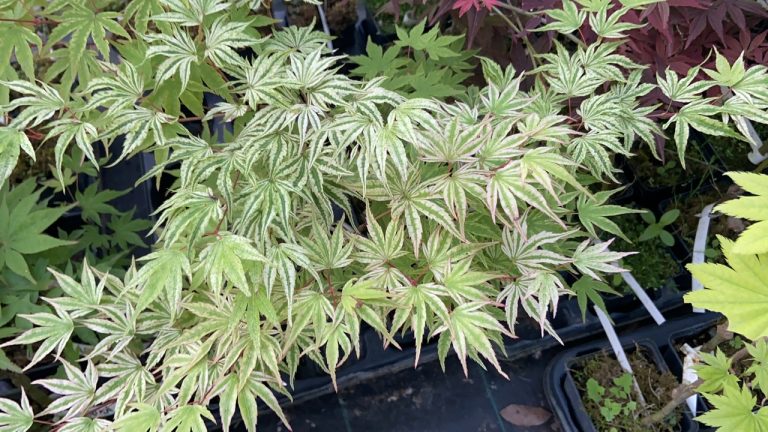 AFE3D430 137D 4352 9B53 4E5D19B7D7FE 768x432