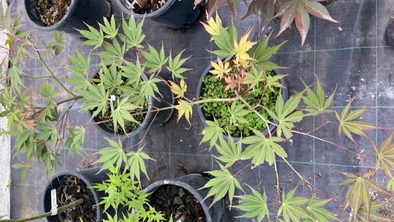 B2AAD75E CEB6 4558 9963 CD3E0D575D30 768x432