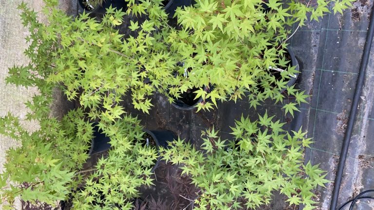 B47CFC5F 4EB5 4E42 BEC5 CEE2D69D1D9D 768x432