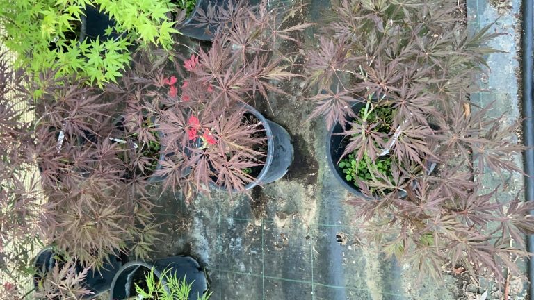 D54E94FB EDCA 4C54 B920 764F1834973B 768x432