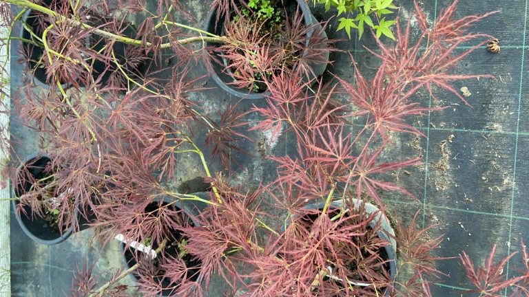 EAEE2A1D 5CB2 4634 B017 8D2949482347 768x432