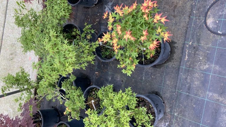 EED7EA12 CA37 481A A080 18BA34183BB9 768x432